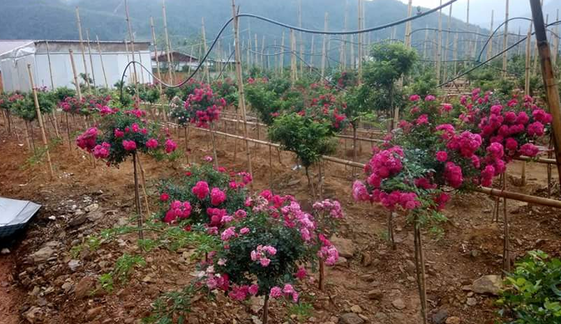 các loại hoa hồng Tree rose tại việt nam