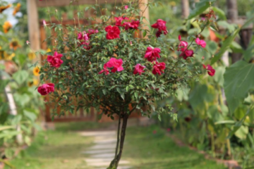 Hoa hồng Tree rose