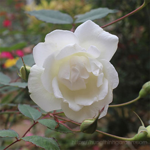 Hoa Hồng Bạch Nam Định (Bạch Ho) | Hưng Thịnh Garden