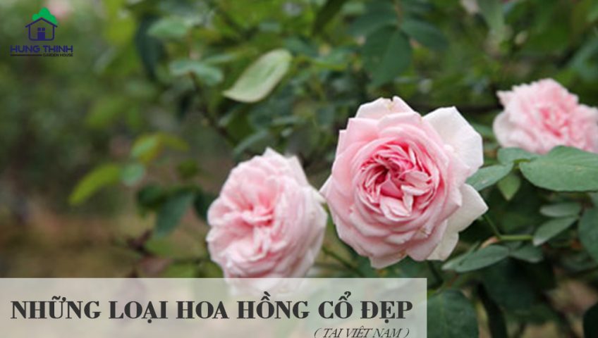 Tổng hợp các giống hoa hồng cổ tại Việt Nam | Hưng Thịnh Garden