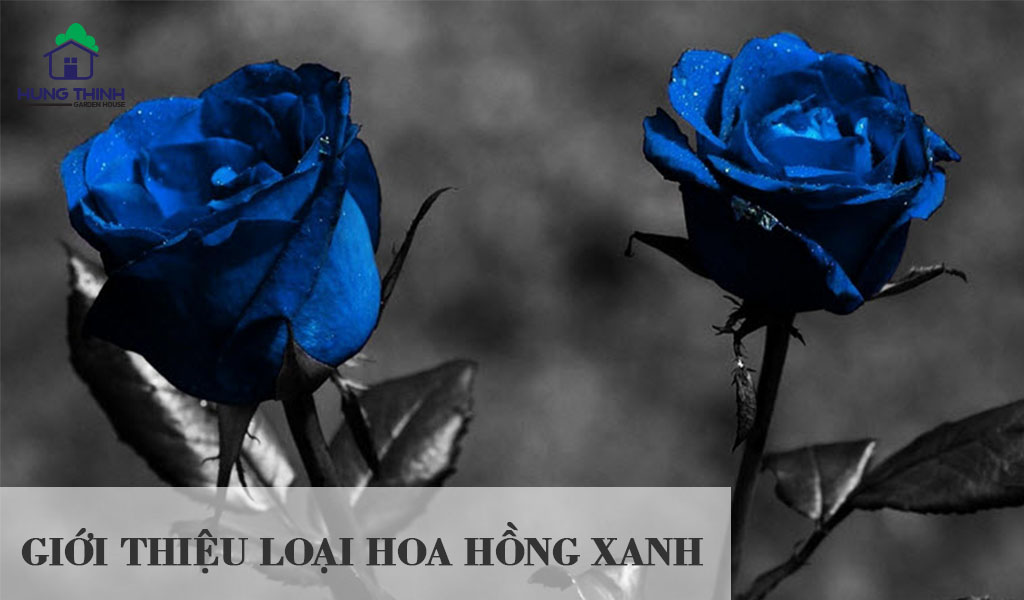 50 loại hoa hồng đẹp nhất ở Việt Nam và thế giới hiện nay | Đẹp365